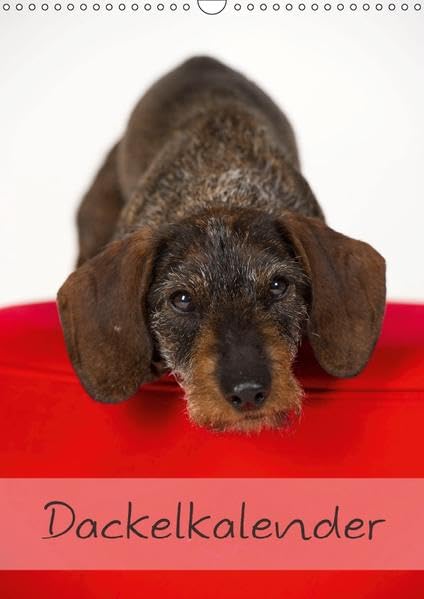 Dackel (Wandkalender 2017 DIN A3 hoch): 13 schöne Dackelmotive für das ganze Jahr (Monatskalender, 14 Seiten ) (CALVENDO Tiere) Photography