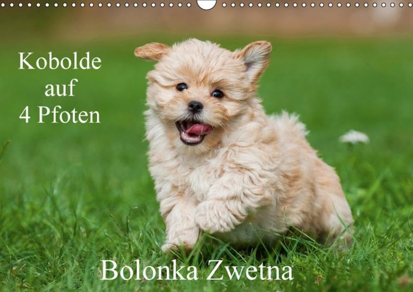 Kobolde auf 4 Pfoten - Bolonka Zwetna (Wandkalender 2017 DIN A3 quer): Lassen Sie sich verzaubern von einer entzückenden Hundefamilie (Monatskalender, 14 Seiten ) (CALVENDO Tiere) Natural Sciences