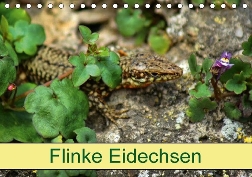 Flinke Eidechsen (Tischkalender 2017 DIN A5 quer): Faszinierende Reptilien an der Ulmer Stadtmauer (Monatskalender, 14 Seiten ) (CALVENDO Tiere) Contemporary literature