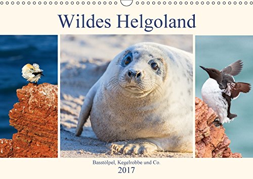 Wildes Helgoland - Basstölpel, Kegelrobbe und Co. 2017 (Wandkalender 2017 DIN A3 quer): Faszinierende Bilder der wilden Tiere auf Helgoland (Monatskalender, 14 Seiten ) (CALVENDO Tiere) Leisure, Home & Garden