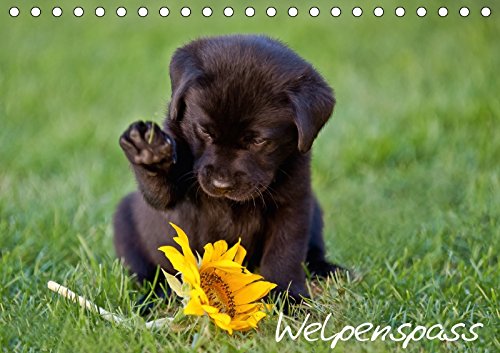 Welpenspass (Tischkalender 2018 DIN A5 quer): Hochwertiger Fotokalender mit niedlichen,agilen Labrador Welpen (Monatskalender, 14 Seiten ) (CALVENDO ... 2017] Pelzer (Pelzer-Photography), Claudia Living & Furnishing