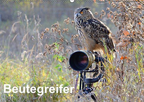 Beutegreifer (Wandkalender 2018 DIN A2 quer): Faszination Greife und Eulen (Monatskalender, 14 Seiten ) (CALVENDO Tiere) Jordan, Diane Leisure, Home & Garden