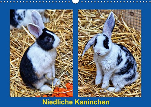 Niedliche Kaninchen (Wandkalender 2018 DIN A3 quer): Liebenswerte Stallkaninchen (Monatskalender, 14 Seiten ) (CALVENDO Tiere) Kattobello, k.A. Film, Art & Culture