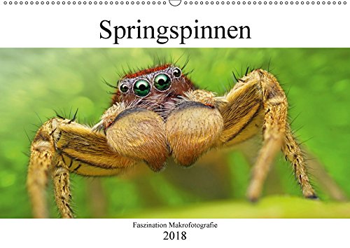 Faszination Makrofotografie: Springspinnen (Wandkalender 2018 DIN A2 quer): Winzige Springspinnen überlebensgroß und detailreich präsentiert (Monatskalender, 14 Seiten ) (CALVENDO Tiere) Photography