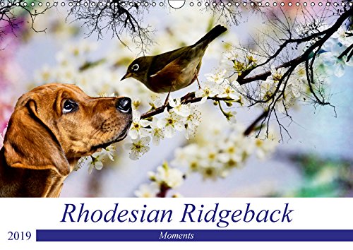 Rhodesian Ridgeback - Moments (Wandkalender 2019 DIN A3 quer): Zauberhafte Momente (Monatskalender, 14 Seiten ) (CALVENDO Tiere) Contemporary literature