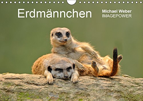 Erdmännchen - Tierkinder (Wandkalender 2019 DIN A4 quer): Lustige Fotos von jungen Erdmännchen (Monatskalender, 14 Seiten ) (CALVENDO Tiere) Leisure, Home & Garden