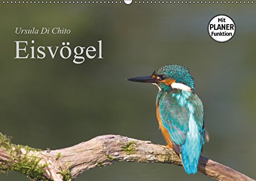 Eisvögel (Wandkalender 2019 DIN A2 quer): Ein Planer mit schönen Aufnahmen von Eisvögeln (Geburtstagskalender, 14 Seiten ) (CALVENDO Tiere) Leisure, Home & Garden