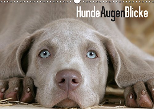 HundeAugenBlicke (Wandkalender 2019 DIN A3 quer): 12 eindrucksvolle Porträts verschiedener Rasse- und Mischlingshunde. (Monatskalender, 14 Seiten ) (CALVENDO Tiere) Contemporary literature Books