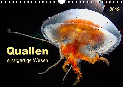 Quallen - einzigartige Wesen (Wandkalender 2019 DIN A4 quer): Sie sind uralt und sehen ganz harmlos aus, doch Quallen gehören zu den giftigsten Tieren ... (Monatskalender, 14 Seiten ) (CALVENDO Tiere) Contemporary literature