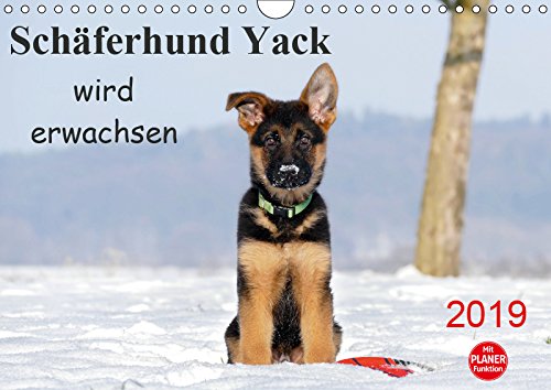 Schäferhund Yack wird erwachsenCH-Version (Wandkalender 2019 DIN A4 quer): Klein Yack entdeckt die Welt (Geburtstagskalender, 14 Seiten ) book