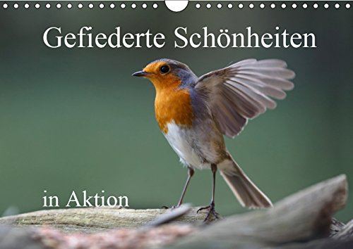 Gefiederte Schönheiten in Aktion (Wandkalender 2019 DIN A4 quer): Der Fotograf Rolf Pötsch hat dreizehn verschiedene Aufnahmen gefiederter Schönheiten ... (Monatskalender, 14 Seiten ) (CALVENDO Tiere) Contemporary literature Books