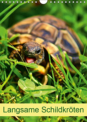Langsame Schildkröten (Wandkalender 2019 DIN A4 hoch): Einzigartige Reptilien: Land- und Wasserschildkröten (Planer, 14 Seiten ) (CALVENDO Tiere) Pets