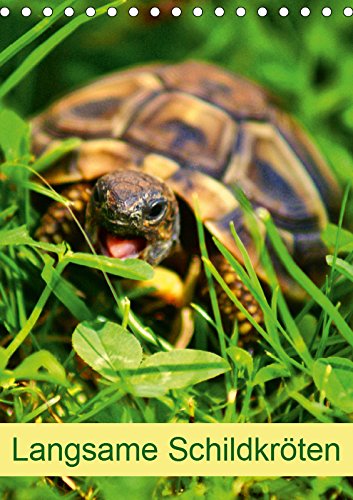Langsame Schildkröten (Tischkalender 2019 DIN A5 hoch): Einzigartige Reptilien: Land- und Wasserschildkröten (Planer, 14 Seiten ) (CALVENDO Tiere) Pets