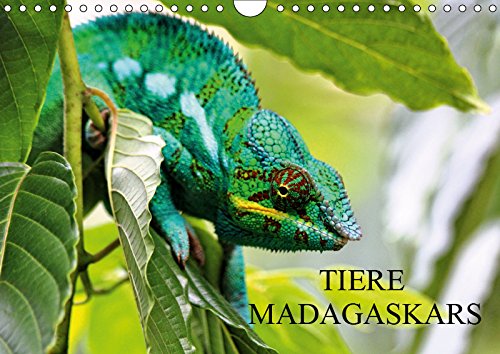 Tiere Madagaskars (Wandkalender 2019 DIN A4 quer): Säugetiere, Reptilien und Insekten aus Madagaskar (Monatskalender, 14 Seiten ) (CALVENDO Tiere) Leisure, Home & Garden