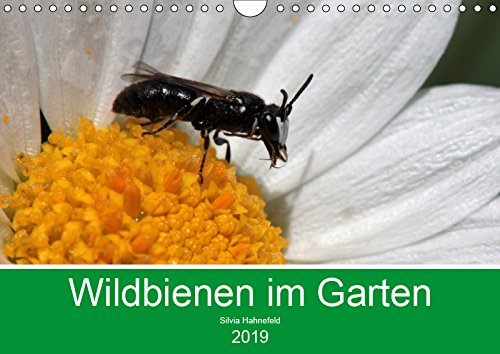 Wildbienen im Garten (Wandkalender 2019 DIN A4 quer): Faszinierende Nahaufnahmen kleiner Nützlinge (Monatskalender, 14 Seiten ) (CALVENDO Tiere) Leisure, Home & Garden