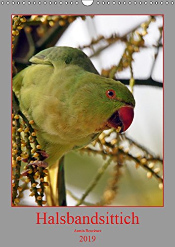 Halsbandsittich (Wandkalender 2019 DIN A3 hoch): Halsbandsittiche haben sich außerhalb ihres Lebensraum in weiten Regionen der Welt angesiedelt (Monatskalender, 14 Seiten ) (CALVENDO Tiere) Photography
