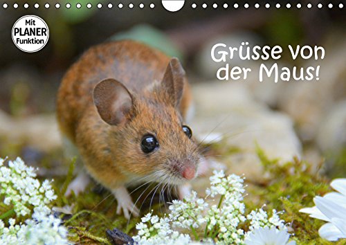 Grüsse von der Maus! (Wandkalender 2019 DIN A4 quer): Zauberhafte Bilder einer kleinen Maus! (Geburtstagskalender, 14 Seiten ) (CALVENDO Tiere) Calendars