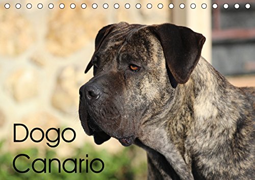 Dogo Canario (Tischkalender 2019 DIN A5 quer): Eine spanische Hunderasse mit Ursprung auf Teneriffa und Gran Canaria (Geburtstagskalender, 14 Seiten ) (CALVENDO Tiere) Natural Sciences