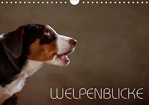 Welpenblicke (Wandkalender 2019 DIN A4 quer): Welpenblicke mit der Kamera eingefangen (Monatskalender, 14 Seiten ) (CALVENDO Tiere) Pets