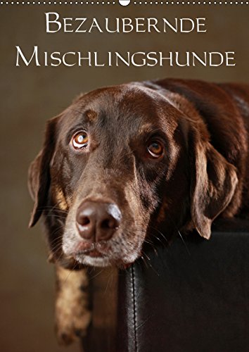 Bezaubernde Mischlingshunde (Wandkalender 2019 DIN A2 hoch): Bezaubernde Mischlingshunde im Portrait (Monatskalender, 14 Seiten ) (CALVENDO Tiere) Pets
