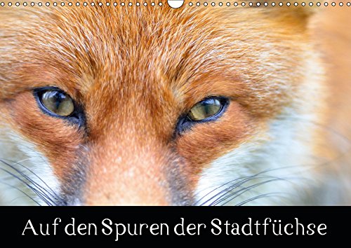 Auf den Spuren der Stadtfüchse (Wandkalender 2019 DIN A3 quer): Füchse in der Stadt (Monatskalender, 14 Seiten ) (CALVENDO Tiere) Leisure, Home & Garden