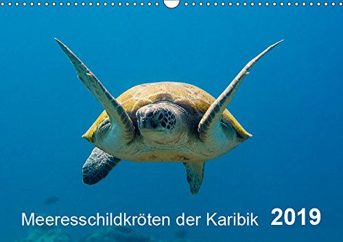 Meeresschildkröten der Karibik (Wandkalender 2019 DIN A3 quer): Meeresschildkröten der Karibik - eine großartige Begegnung mit faszinierenden Lebewesen! (Monatskalender, 14 Seiten ) (CALVENDO Natur) Leisure, Home & Garden