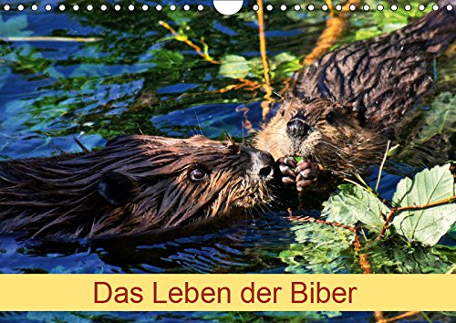 Das Leben der Biber (Wandkalender 2019 DIN A4 quer): Größte Nagetier in Europa (Monatskalender, 14 Seiten ) (CALVENDO Tiere) Film, Art & Culture