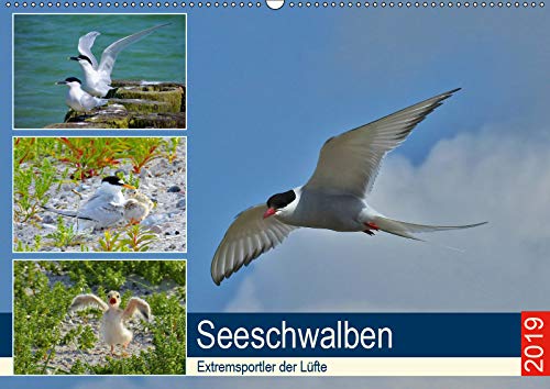 Seeschwalben - Extremsportler der Lüfte (Wandkalender 2019 DIN A2 quer): Einzigartiges über Seeschwalben. (Monatskalender, 14 Seiten ) (CALVENDO Tiere) Photography