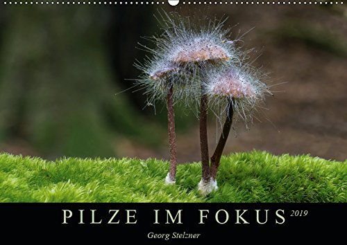 PILZE IM FOKUS 2019 (Wandkalender 2019 DIN A2 quer): Einheimische Pilze in eindrucksvollen Nahaufnahmen (Monatskalender, 14 Seiten ) (CALVENDO Natur) Contemporary literature Books