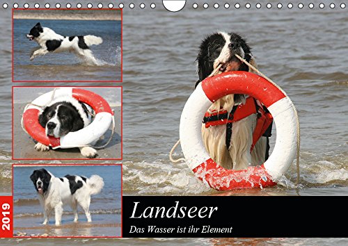 Landseer - Das Wasser ist ihr Element (Wandkalender 2019 DIN A4 quer): Landseer sind eine besondere Hunderasse die besonders das Wasser lieben und ... (Monatskalender, 14 Seiten ) (CALVENDO Tiere) Contemporary literature