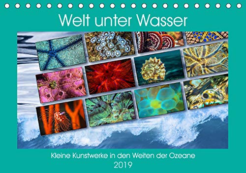 Kleine Kunstwerke in den Weiten der Ozeane (Tischkalender 2019 DIN A5 quer): In den großen Ozeanen zeigt sich auch eine Welt voll lauter kleinen ... (Monatskalender, 14 Seiten ) (CALVENDO Tiere) Photography