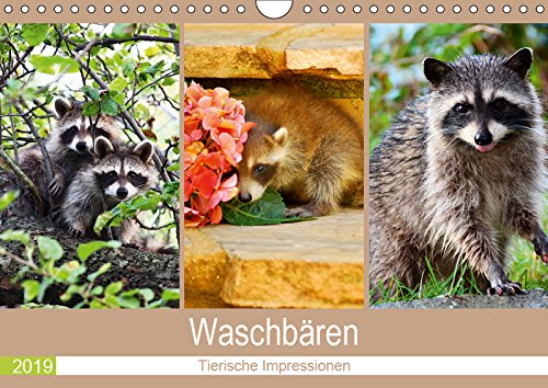 Waschbären 2019. Tierische Impressionen (Wandkalender 2019 DIN A4 quer): 12 bezaubernde Bilder von niedlichen Waschbären (Monatskalender, 14 Seiten ) (CALVENDO Tiere) Photography