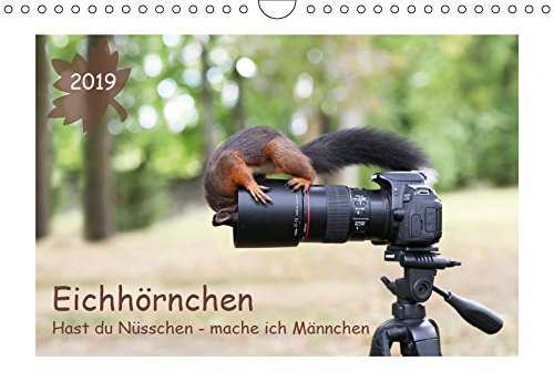 Eichhörnchen - Hast du Nüsschen mache ich Männchen (Wandkalender 2019 DIN A4 quer): Eichhörnchen in lustigen Posen. (Monatskalender, 14 Seiten ) (CALVENDO Tiere) Contemporary literature