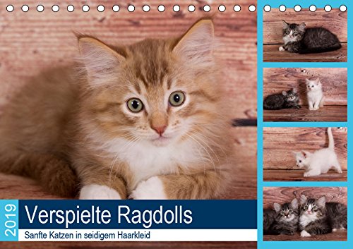 Verspielte Ragdolls - Sanfte Katzen in seidigem Haarkleid (Tischkalender 2019 DIN A5 quer): Gesellige, neugierige kleine Rassekatzen (Monatskalender, 14 Seiten ) (CALVENDO Tiere) Contemporary literature