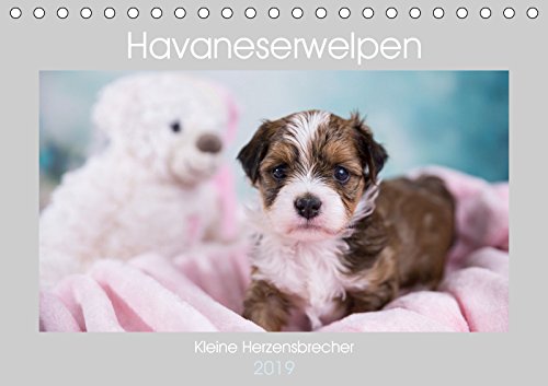 Havaneserwelpen - Kleine Herzensbrecher (Tischkalender 2019 DIN A5 quer): Welpen, die sofort ihr Herz erobern werden! (Monatskalender, 14 Seiten ) (CALVENDO Tiere) Philosophy