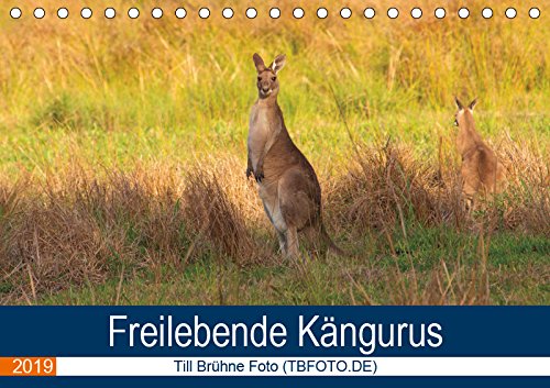 Freilebende Kängurus (Tischkalender 2019 DIN A5 quer): Kängurus in Australien (Monatskalender, 14 Seiten ) (CALVENDO Orte) Leisure, Home & Garden