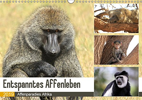 Entspanntes Affenleben (Wandkalender 2019 DIN A3 quer): Affenparadies Afrika (Monatskalender, 14 Seiten ) (CALVENDO Tiere) Leisure, Home & Garden