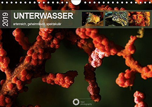 Unterwasser - artenreich, geheimnisvoll, spektakulär (Wandkalender 2019 DIN A4 quer): Faszinierende Unterwasserwelten der Erde. (Monatskalender, 14 Seiten ) (CALVENDO Natur) Leisure, Home & Garden