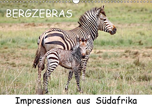 BERGZEBRAS Impressionen aus Südafrika (Wandkalender 2019 DIN A3 quer) Books