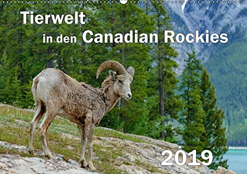 Tierwelt in den Canadian Rockies (Wandkalender 2019 DIN A2 quer): Wunderschöne, spektakuläre und emotionale Tieraufnahmen die beweisen, daß die ... (Monatskalender, 14 Seiten ) (CALVENDO Tiere) Leisure, Home & Garden