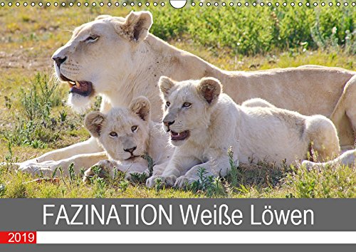 FAZINATION Weiße Löwen (Wandkalender 2019 DIN A3 quer): Die Fotografin Barbara Fraatz (www.thula-photography.com ) hat für Sie Ihre schönsten ... gestellt. (Monatskalender, 14 Seiten ) Natural Sciences