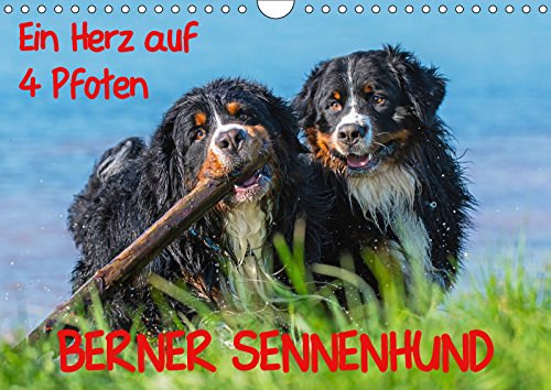 Ein Herz auf 4 Pfoten - Berner Sennenhund (Wandkalender 2019 DIN A4 quer): Mit Berner Sennenhunden durch das Jahr (Monatskalender, 14 Seiten ) (CALVENDO Tiere) Natural Sciences