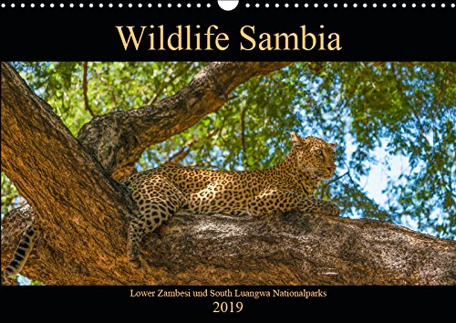 Wildlife Sambia (Wandkalender 2019 DIN A3 quer): Sambia mit seinen wunderschönen und tierreichen Nationalparks - ein Land für Natur- und Tierliebhaber. (Monatskalender, 14 Seiten ) (CALVENDO Tiere) Leisure, Home & Garden