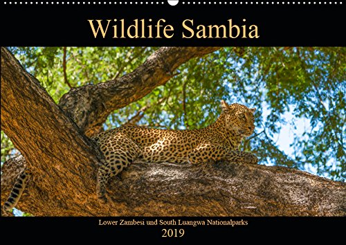 Wildlife Sambia (Wandkalender 2019 DIN A2 quer): Sambia mit seinen wunderschönen und tierreichen Nationalparks - ein Land für Natur- und Tierliebhaber. (Monatskalender, 14 Seiten ) (CALVENDO Tiere) Leisure, Home & Garden