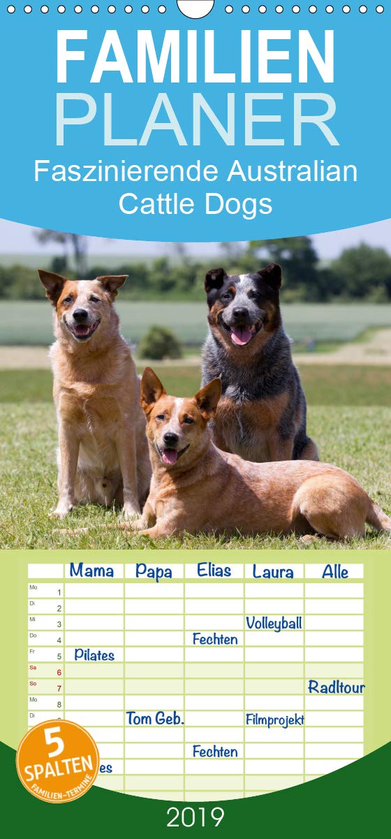 Faszinierende Australian Cattle Dogs - Familienplaner hoch (Wandkalender 2019 , 21 cm x 45 cm, hoch): Australian Cattle Dogs - der Hund mit regem ... (Monatskalender, 14 Seiten ) (CALVENDO Tiere) Pets