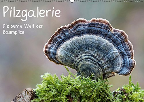 Pilzgalerie - Die bunte Welt der Baumpilze (Wandkalender 2019 DIN A2 quer): Ein faszinierender Einblick in die bunte Welt der Baumpilze (Monatskalender, 14 Seiten ) (CALVENDO Natur) Living & Furnishing