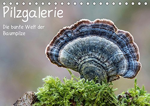 Pilzgalerie - Die bunte Welt der Baumpilze (Tischkalender 2019 DIN A5 quer): Ein faszinierender Einblick in die bunte Welt der Baumpilze (Monatskalender, 14 Seiten ) (CALVENDO Natur) Living & Furnishing