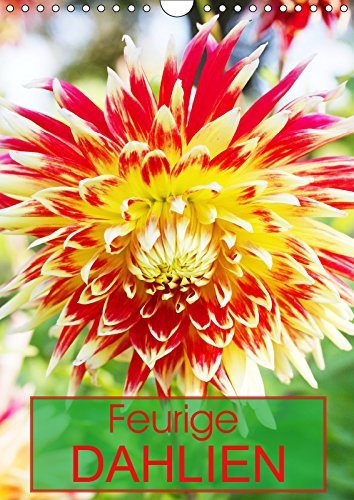 Feurige Dahlien (Wandkalender 2019 DIN A4 hoch): Strahlend schöne Spätsommerblumen (Monatskalender, 14 Seiten ) (CALVENDO Natur) Leisure, Home & Garden