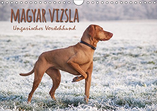 Magyar Vizsla - Ungarischer Vorstehhund (Wandkalender 2019 DIN A4 quer): Mit dem ungarischen Vorstehhund durch das Jahr (Monatskalender, 14 Seiten ) (CALVENDO Tiere) Natural Sciences
