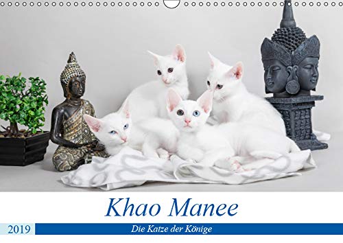 Khao Manee - Die Katze der Könige (Wandkalender 2019 DIN A3 quer): Das "weiße Juwel" und Glücksbringer (Monatskalender, 14 Seiten ) (CALVENDO Tiere) Photography